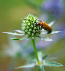 crawling beetle on a flower in macro photography.