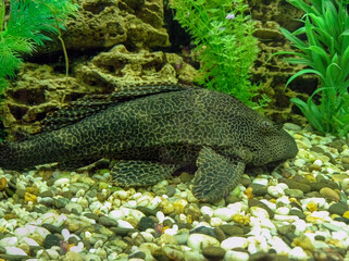 Tropical fish in a large aquarium. Natural aquarium representing tropical biotope.