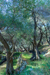 Fototapeta na wymiar Olive trees on slopes of Corfu island, Greece.