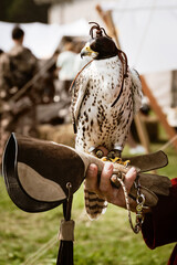 Hooded falcon training for falconry sits perched on the trainer's gloved hand