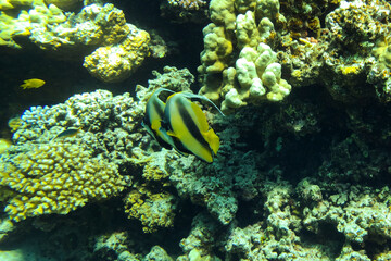 Fototapeta na wymiar Red Sea Bannerfish Heniochus intermedius one of the most recognizable and memorable species of yellow-black fish of the bristle-toothed family