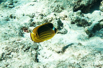 Fototapeta na wymiar Colorful fish belonging to the family Chaetodontidae, it has scientific name Chaetodon auriga, it inhabits shallow waters of coral reefs in the Red Sea
