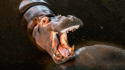 Big angry ferocious hippo roaring with open mouth