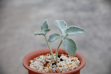 Sinningia canescens Brazilian edelweiss flower