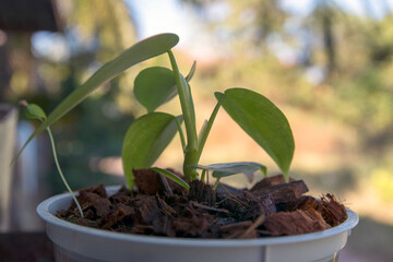 seedling in a pot