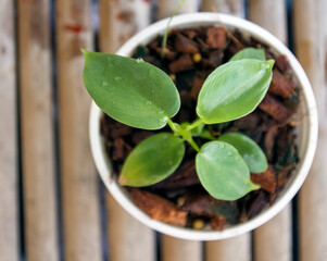 Green sprout growing from seed in organic soil