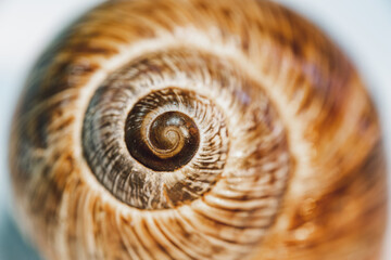 Selective focus of snail shell on isolated white background. Close-up view of brown snail shell. Fractal center in selective focus.