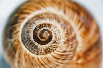 Poster Selective focus of snail shell on isolated white background. Close-up view of brown snail shell. Fractal center in selective focus. © CONQUEROR