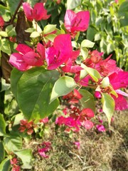 red rose bush