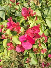 red rose bush