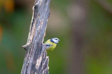 Blue Tit (Cyanistes caeruleus) in autumn.