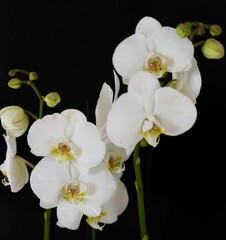 Obraz na płótnie Canvas white orchid on black background