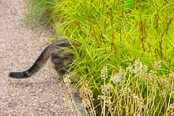 Out of focus, blurry background, cat tail sticking out of the grass.