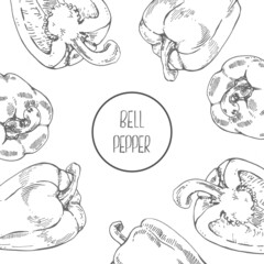 Hand drawn vector fresh bell pepper illustration