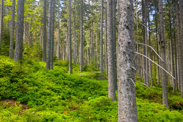 Obraz premium Beautiful green spruce forest in the mountainous part.