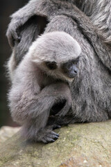 Silvery Gibbon Baby