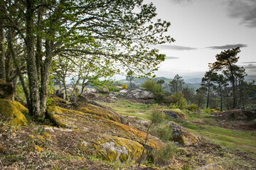 Landscape with tree in the mountains