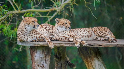 A pair of cheetahs