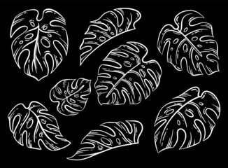 Set of line drawing by hand of Monster leaves. Vector illustration white outline drawing isolated on black background.