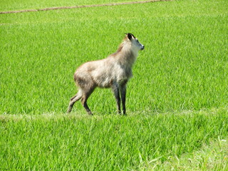 水田に現れたニホンカモシカ