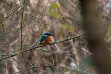 A common Eurasian kingfisher, Alcedo atthis perched by a pond.
