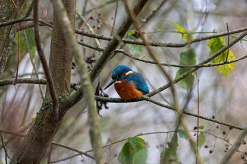 A common Eurasian kingfisher, Alcedo atthis perched by a pond.