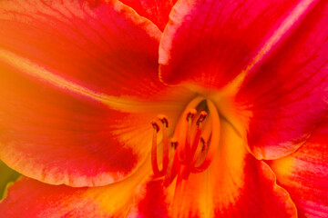 Blurry background, out of focus. Close-up of a blooming lily in the spring.