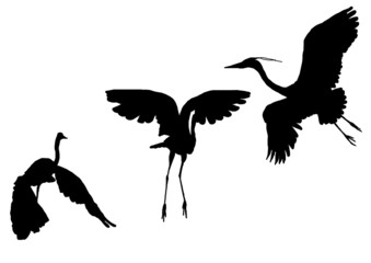 Naklejka premium position différente héron aile ouverte autocollant