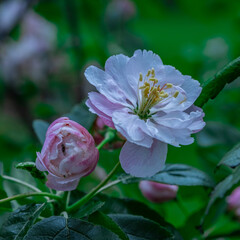 Sakura Cherry Blossom Flower in full Blossom in A Melbourne city park on a warm spring day 