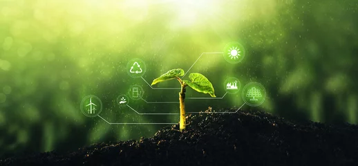 Foto op Canvas Resources for renewable, sustainable development.Environment and ecology concept.Young  plant growing at sunlight with energy icons.  © Miha Creative