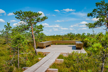 Observation facilities inside a Nature Reserve. The wooden path leads to the site with benches among pines. Tuhu hiking trail. Estonia.