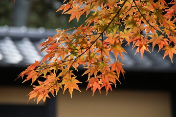 紅葉