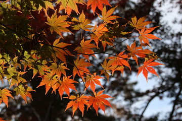 紅葉