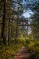 View of observation tower through the pines in summer. Walkway through the forest to the observation deck. Koigi bog and hiking path, Saaremaa, Estonia.