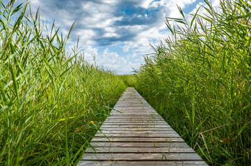 Boardwalk path leads to the sky in the nature reserve Randu Meadows. Path surrounded by reeds. Latvia. © Regina