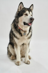 Siberian Husky dog in pet collar sitting on floor
