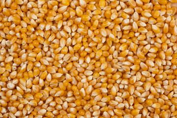 Dry corn for making popcorn close up