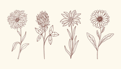 Sketch of medicinal plants. Botanical collection - obrazy, fototapety, plakaty