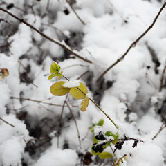 green leaves on a branch in the snow