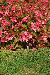 red flowers in the garden