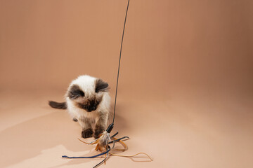 A small beige colored ragdoll baby kitten cat playing with toy and food on a peach colored seamless...