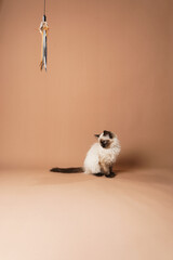 A small beige colored ragdoll baby kitten cat playing with toy and food on a peach colored seamless background