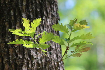 Feuille de chêne en foret d'été