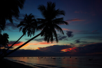 Fototapeta na wymiar Silhoutte of a palm in sunset on the beach