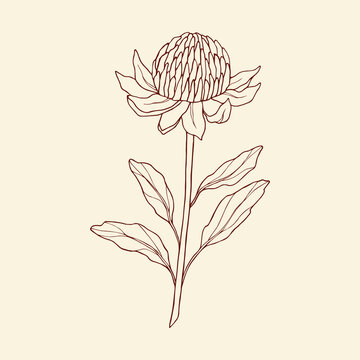 Hand Drawn Waratah Illustration. Australian Native Flower