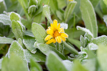 Yellow Flowers with brush of grass covered with hoarfrost.Frost on leaves, close-up shot of green grass with ice, morning frost on the field ,Italian winter 2022.