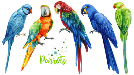set of parrots on isolated white background, watercolor illustration, jungle design