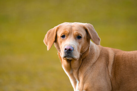 Lovely brown or ginger labrador female dog pictured outdoors enjoying her time in nature.