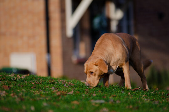 Lovely brown or ginger labrador female dog pictured outdoors enjoying her time in nature.