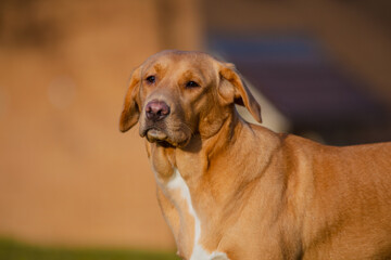 Lovely brown or ginger labrador female dog pictured outdoors enjoying her time in nature.